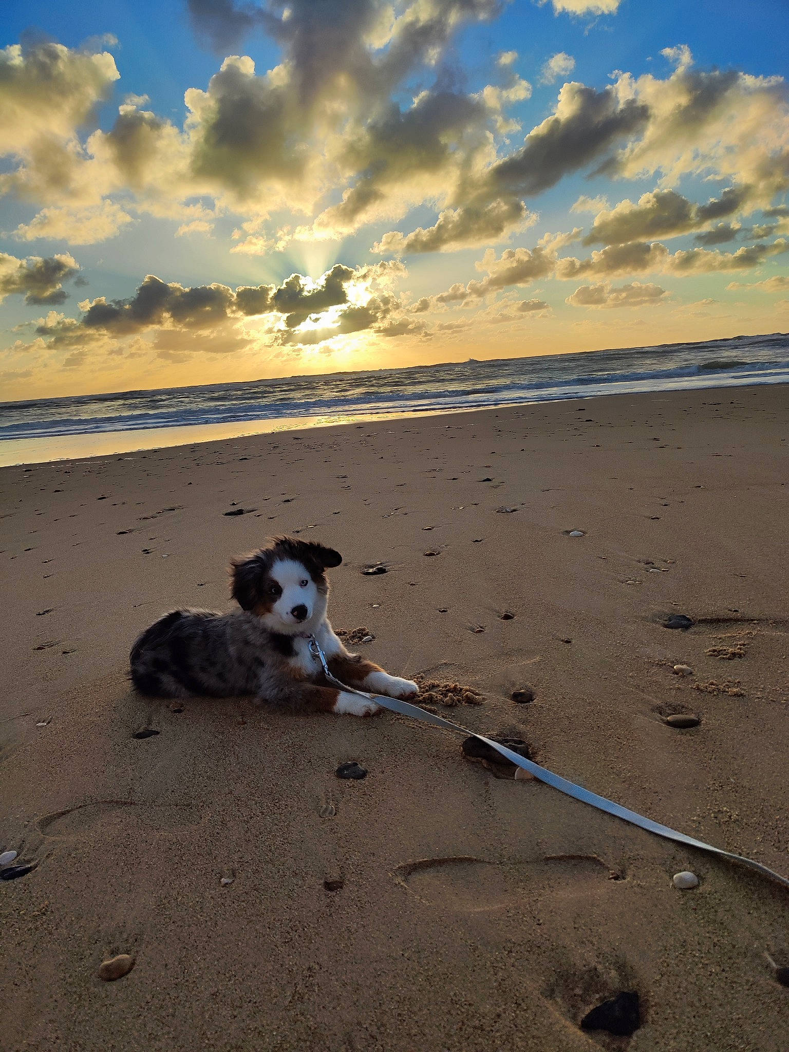 July a rejoint le concours — aidez-le/la à gagner de superbes lots ! beach, body_of_water, calm, carnivore, cloud, coast, coastal_and_oceanic_landforms, companion_dog, dog, dog_breed, fawn, horizon, landscape, sand, shore, sky, sporting_group, water, wind_wave, wood