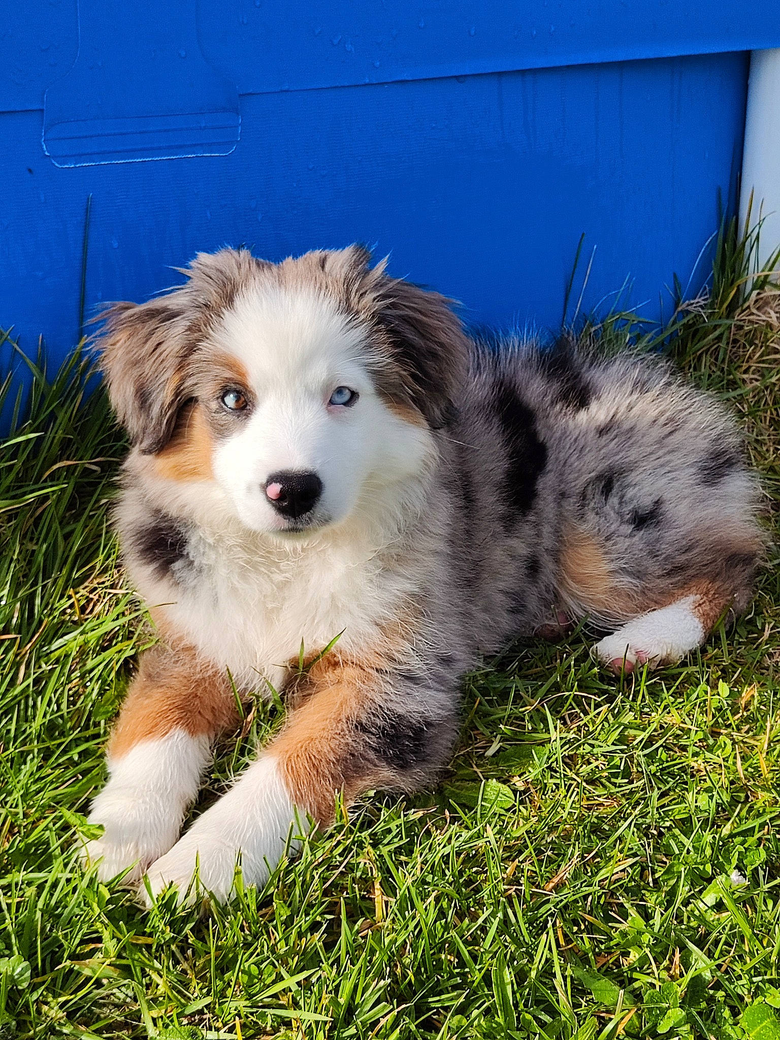 July participe au concours pour gagner de l'argent avec cette photo : ancient_dog_breeds, canidae, carnivore, companion_dog, dog, dog_breed, fur, grass, herding_dog, plant, sled_dog, snout, sporting_group, terrestrial_animal, whiskers, wildlife, working_dog