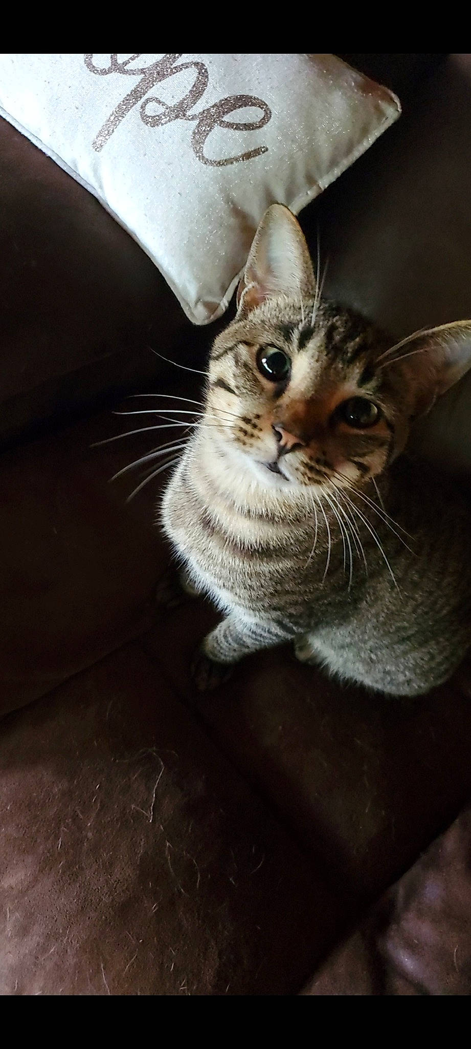 Handsome is registered to the contest to win money with this photo: carnivore, cat, claw, comfort, domestic_short_haired_cat, door, ear, felidae, fur, grey, paw, small_to_medium_sized_cats, snout, tail, whiskers, wildlife