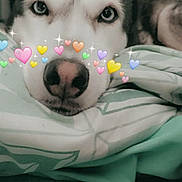 Zaira joined the competition — help win amazing prizes! animal, bed, blanket, closeup, cozy, cute, dog, ears, expression, face, fur, heart_emojis, husky, indoor, lying_down, nostrils, pet, resting, sleepy, soft_light