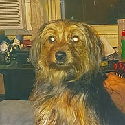 Frisky is registered to the contest to win money with this photo: air_conditioner, animal, black, brown, clutter, container, curtain, dog, eyes, face, flash, fur, furniture, household, indoor, nose, pet, table, toy, window