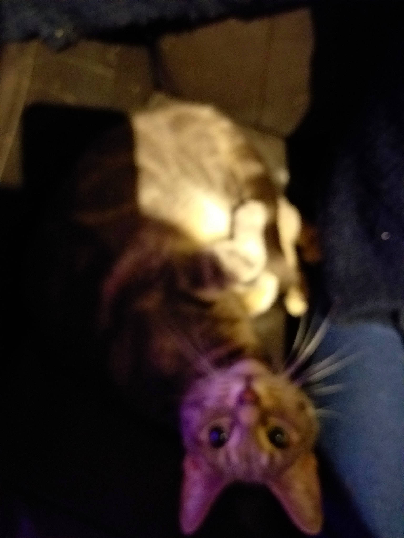 Minnie Minette participe au concours pour gagner de l'argent avec cette photo : canidae, carnivore, darkness, dog, dog_breed, ear, eye, fur, mouth, night, sporting_group, weimaraner, whippet