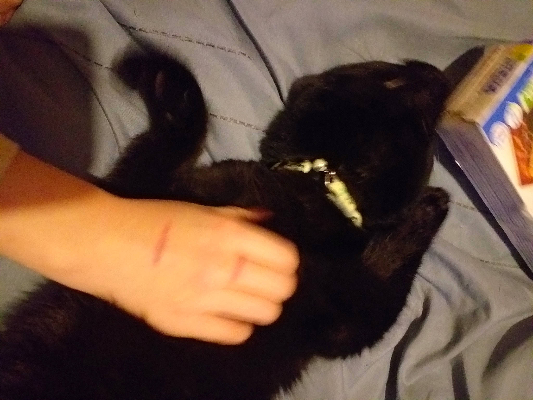 Vana participe au concours pour gagner de l'argent avec cette photo : black, black_hair, carnivore, collar, comfort, dog, dog_breed, finger, fur, gesture, interaction, nail, non_sporting_group, tail, thumb, working_animal, working_dog