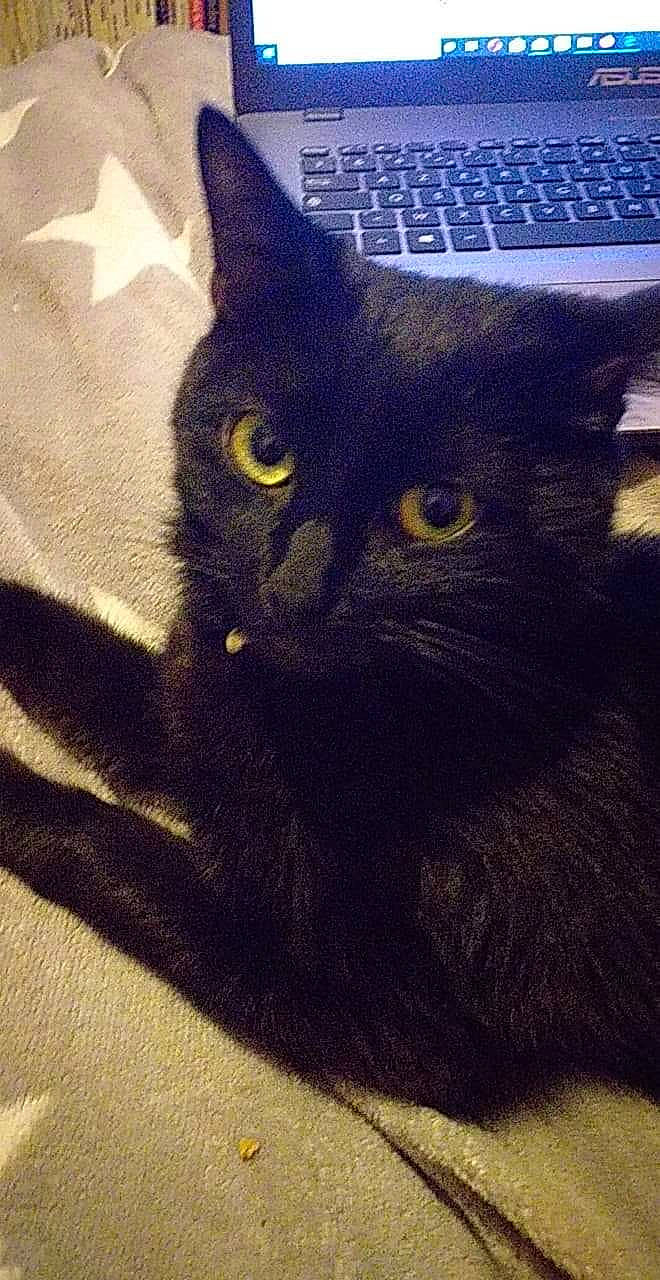 Vana participe au concours pour gagner de l'argent avec cette photo : asian, black_cat, bombay, carnivore, cat, domestic_long_haired_cat, domestic_short_haired_cat, european_shorthair, felidae, kitten, korat, mammal, nebelung, polydactyl_cat, small_to_medium_sized_cats, whiskers