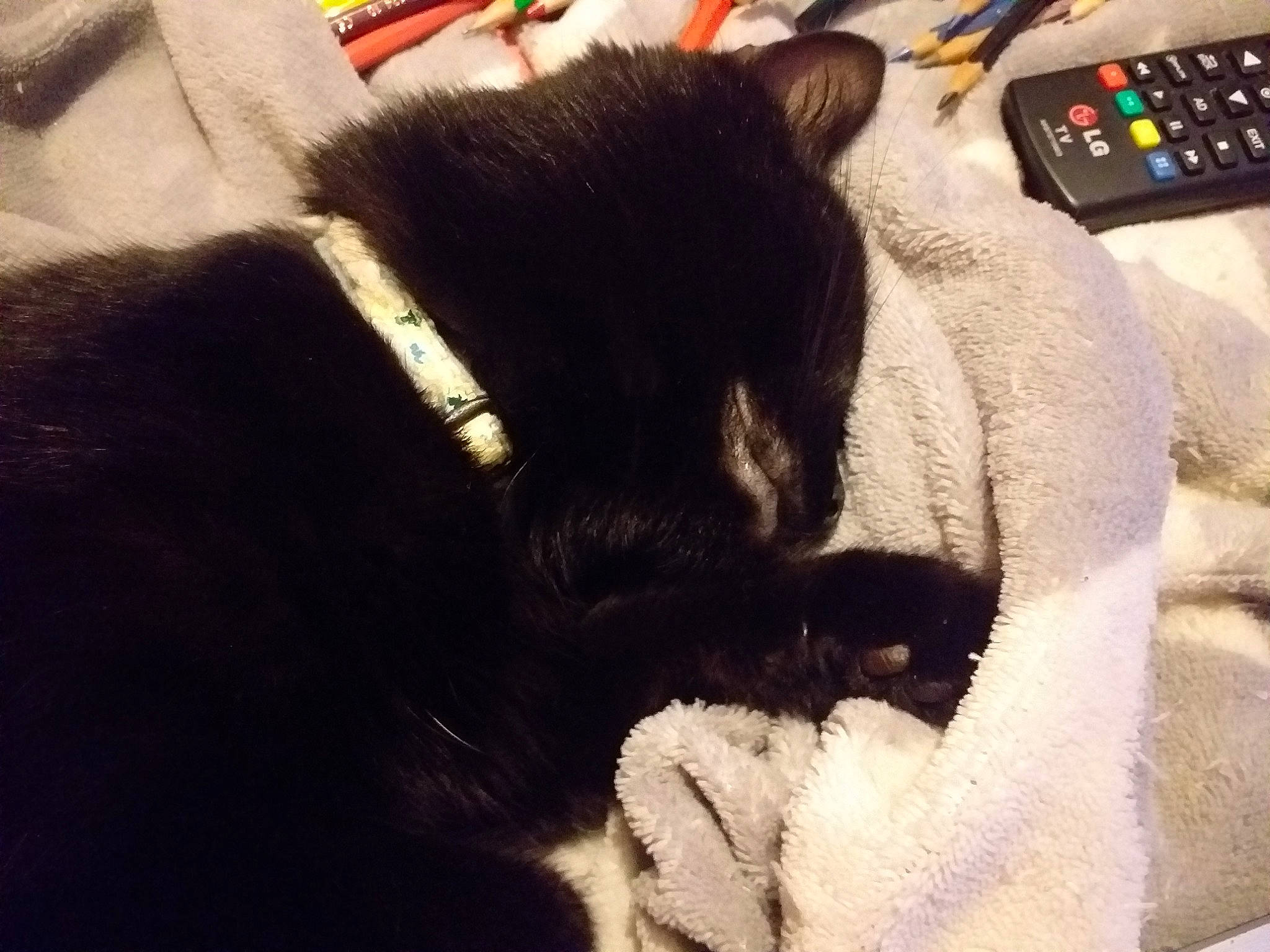 Vana a rejoint le concours — aidez-le/la à gagner de superbes lots ! black_cat, cable, calculator, carnivore, cat, comfort, domestic_short_haired_cat, electronics_accessory, felidae, fur, input_device, office_equipment, office_supplies, remote_control, small_to_medium_sized_cats, snout, television_accessory, terrestrial_animal, vertebrate, whiskers