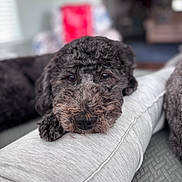 Miley is registered to the contest to win money with this photo: animal, close_up, companion, cozy, curly_fur, cushion, cute, dog, face, fur, grey, home, indoor, laying, looking, pet, portrait, relaxed, resting, soft_texture