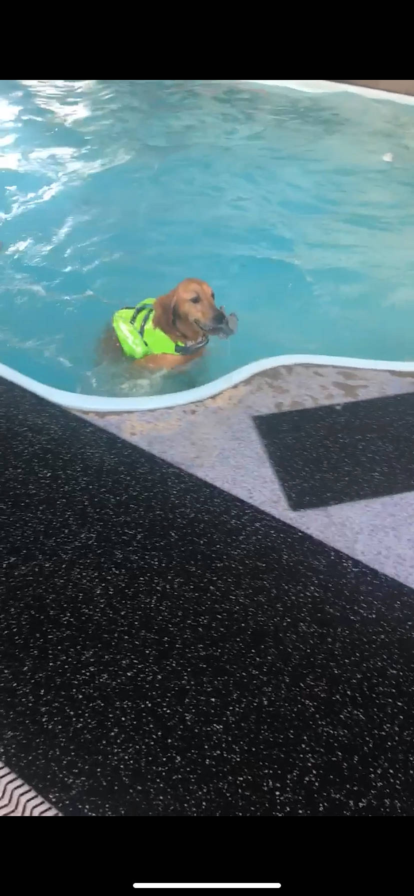 Bucky is registered to the contest to win money with this photo: asphalt, ball, carnivore, collar, companion_dog, dog, dog_breed, fawn, flooring, grass, gun_dog, leisure, liver, recreation, rectangle, road_surface, sporting_group, tennis_ball, water, working_animal