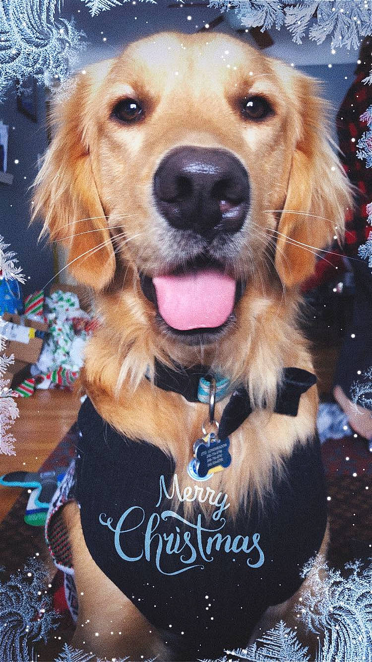 Bucky is registered to the contest to win money with this photo: blue, canidae, carnivore, collar, companion_dog, dog, dog_breed, dog_collar, event, fawn, fur, gun_dog, liver, photography, retriever, snout, sporting_group, whiskers, working_animal, working_dog