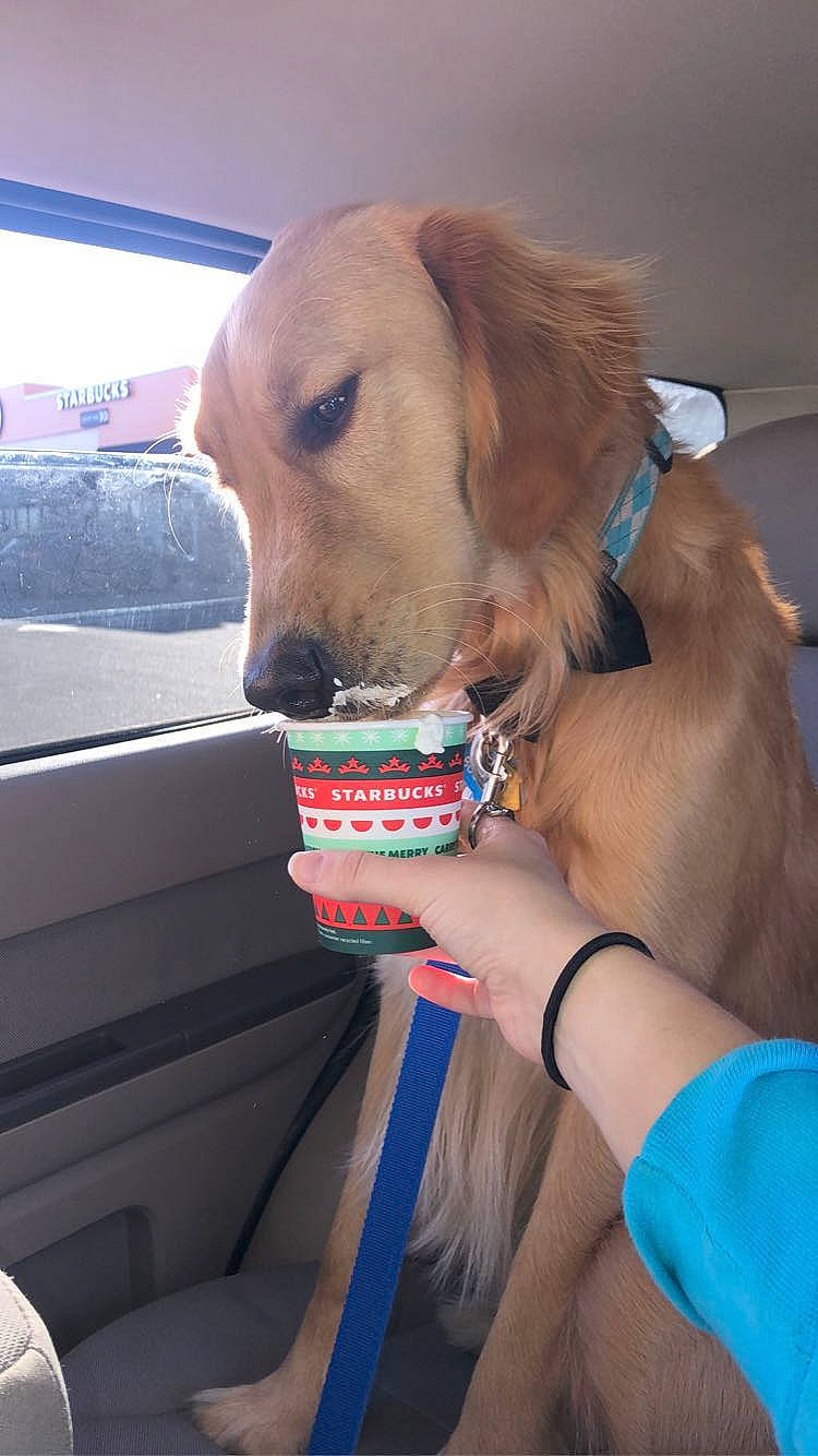 Bucky joined the competition — help win amazing prizes! canidae, car_seat, carnivore, collar, companion_dog, dog, dog_breed, dog_collar, dog_supply, fawn, leash, nail, personal_protective_equipment, pet_supply, retriever, snout, sporting_group, vehicle_door, whiskers, windshield