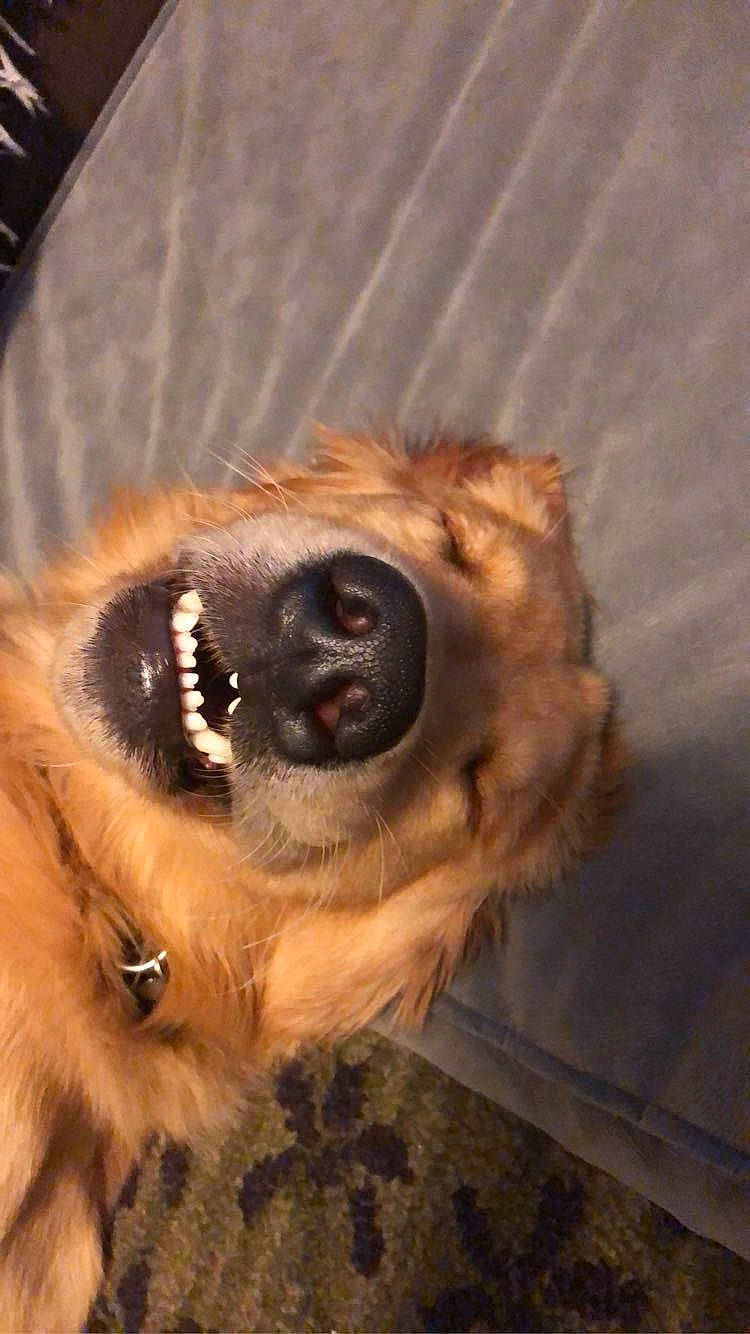 Bucky is registered to the contest to win money with this photo: canidae, carnivore, claw, companion_dog, dog, dog_breed, fawn, fur, liver, paw, snout, sporting_group, terrestrial_animal, tibetan_spaniel, whiskers, wildlife, wood, working_animal