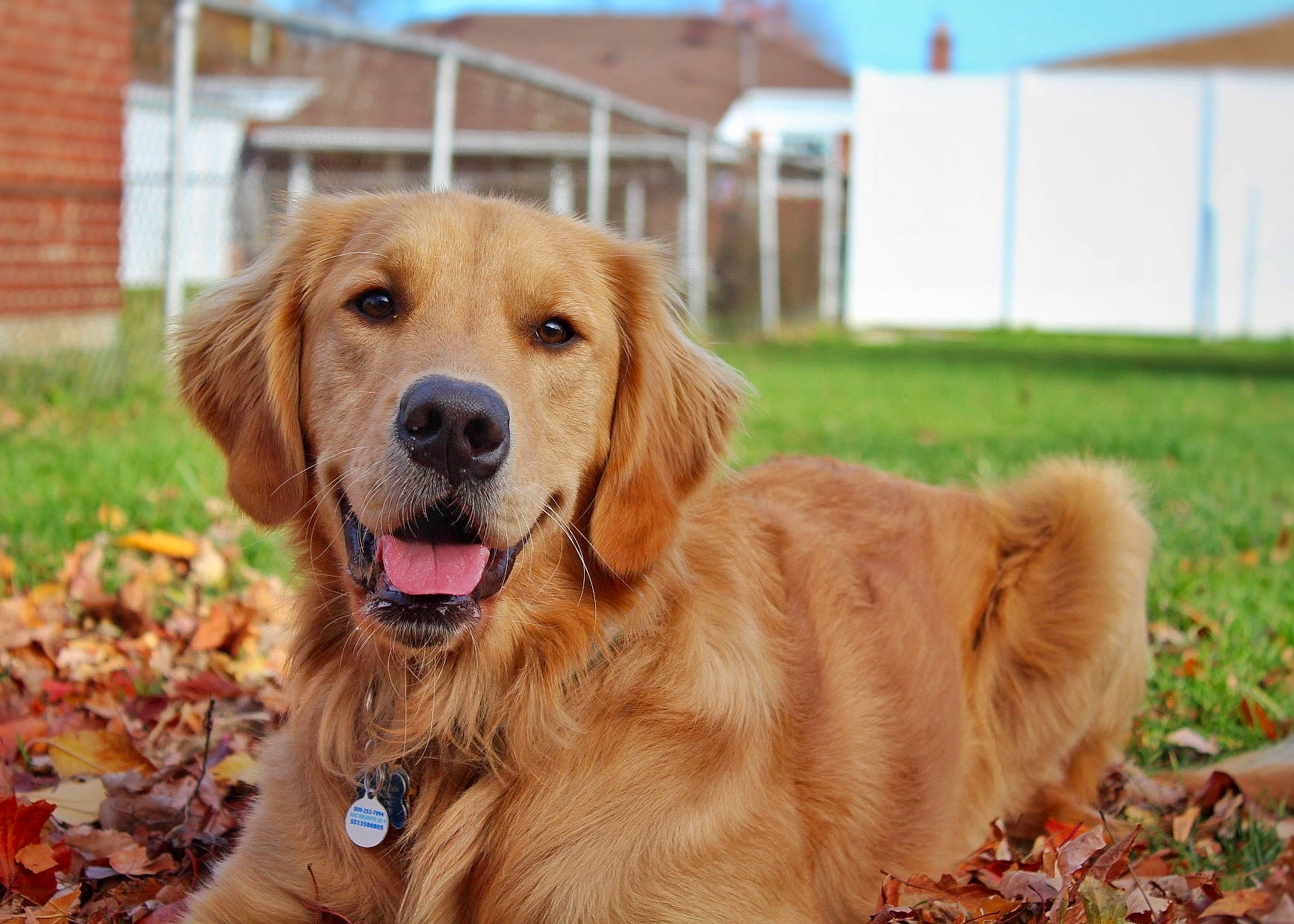 Bucky joined the competition — help win amazing prizes! carnivore, collar, companion_dog, dog, dog_breed, dog_collar, fawn, fur, golden_retriever, grass, gun_dog, hunting_dog, plant, retriever, sky, soil, sporting_group, tree, working_animal, working_dog