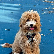 Roadie is registered to the contest to win money with this photo: animal, blue_surface, canine, collar, cute, daylight, dog, fluffy, fur, happy, leash, leaves, nature, outdoor, pet, playful, puppy, sitting, tennis_court, tongue_out