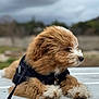 animal, bench, black_jacket, blurred_background, calm, caramel_color, cloudy_sky, cute, dog, fluffy, fur, leash, nature, outdoor, pet, puppy, resting, side_view, white_paw, young_dog