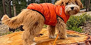 Roadie joined the competition — help win amazing prizes! adventure, animal, brown_fur, canine, cute, dog, fluffy, forest, fur, leash, nature, orange_jacket, outdoor, overcast_sky, park, pet, pine_trees, tree_stump, walking, wood