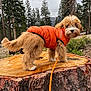 adventure, animal, brown_fur, canine, cute, dog, fluffy, forest, fur, leash, nature, orange_jacket, outdoor, overcast_sky, park, pet, pine_trees, tree_stump, walking, wood