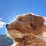 Roadie is registered to the contest to win money with this photo: animal, blue_sky, canine, closeup, daylight, dog, fluffy, fur, golden, majestic, mountains, nature, outdoor, peaceful, pet, profile, serene, sky, sunlight, wind