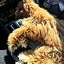 Roadie joined the competition — help win amazing prizes! dog, pet, sleeping, fluffy, golden, car_interior, center_console, sunlight, water_bottle, blanket, paw, fur, resting, cozy, nap, closeup, vehicle, car_seat, relaxation, domestic_animal