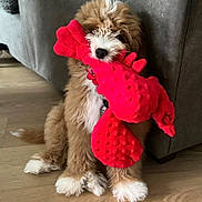 Roadie is registered to the contest to win money with this photo: puppy, dog, toy, plush, red, lobster, floor, couch, indoor, pet, cute, furry, sitting, animal, playful, fluffy, white_paws, brown_fur, collar, home