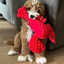 puppy, dog, toy, plush, red, lobster, floor, couch, indoor, pet, cute, furry, sitting, animal, playful, fluffy, white_paws, brown_fur, collar, home