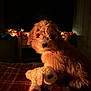 Roadie is registered to the contest to win money with this photo: dog, puppy, plush_toy, sheep_toy, blanket, plaid, indoor, dim_lighting, warm_lighting, decorations, autumn, festive_lights, cozy, fur, pet, toy, cute, animal, sleepy, soft