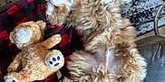 Roadie is registered to the contest to win money with this photo: dog, fluffy, lying_down, blanket, plush_toy, teddy_bear, carpet, indoor, relaxing, pet, fur, cozy, living_room, upside_down, couch, red, black, checkered, toy, sleeping