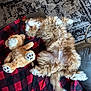 dog, fluffy, lying_down, blanket, plush_toy, teddy_bear, carpet, indoor, relaxing, pet, fur, cozy, living_room, upside_down, couch, red, black, checkered, toy, sleeping