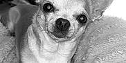 Pepsi a rejoint le concours — aidez-le/la à gagner de superbes lots ! dog, chihuahua, pet, animal, close_up, blanket, indoor, cozy, fur, paw, small_dog, cute, portrait, resting, looking_at_camera, black_and_white, soft_light, window, furniture, relaxed