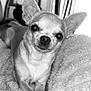 dog, chihuahua, pet, animal, close_up, blanket, indoor, cozy, fur, paw, small_dog, cute, portrait, resting, looking_at_camera, black_and_white, soft_light, window, furniture, relaxed