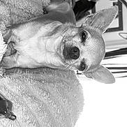 Pepsi a rejoint le concours — aidez-le/la à gagner de superbes lots ! dog, chihuahua, blanket, fluffy, pet, indoor, resting, small_dog, fur, face, ears, snout, texture, comfort, home, cozy, relaxed, animal, canine, portrait
