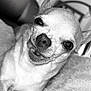 Pepsi a rejoint le concours — aidez-le/la à gagner de superbes lots ! dog, chihuahua, close_up, black_and_white, pet, animal, face, teeth, cute, small_dog, fur, whiskers, blanket, indoor, funny_face, lying_down, portrait, nose, ears, eyes