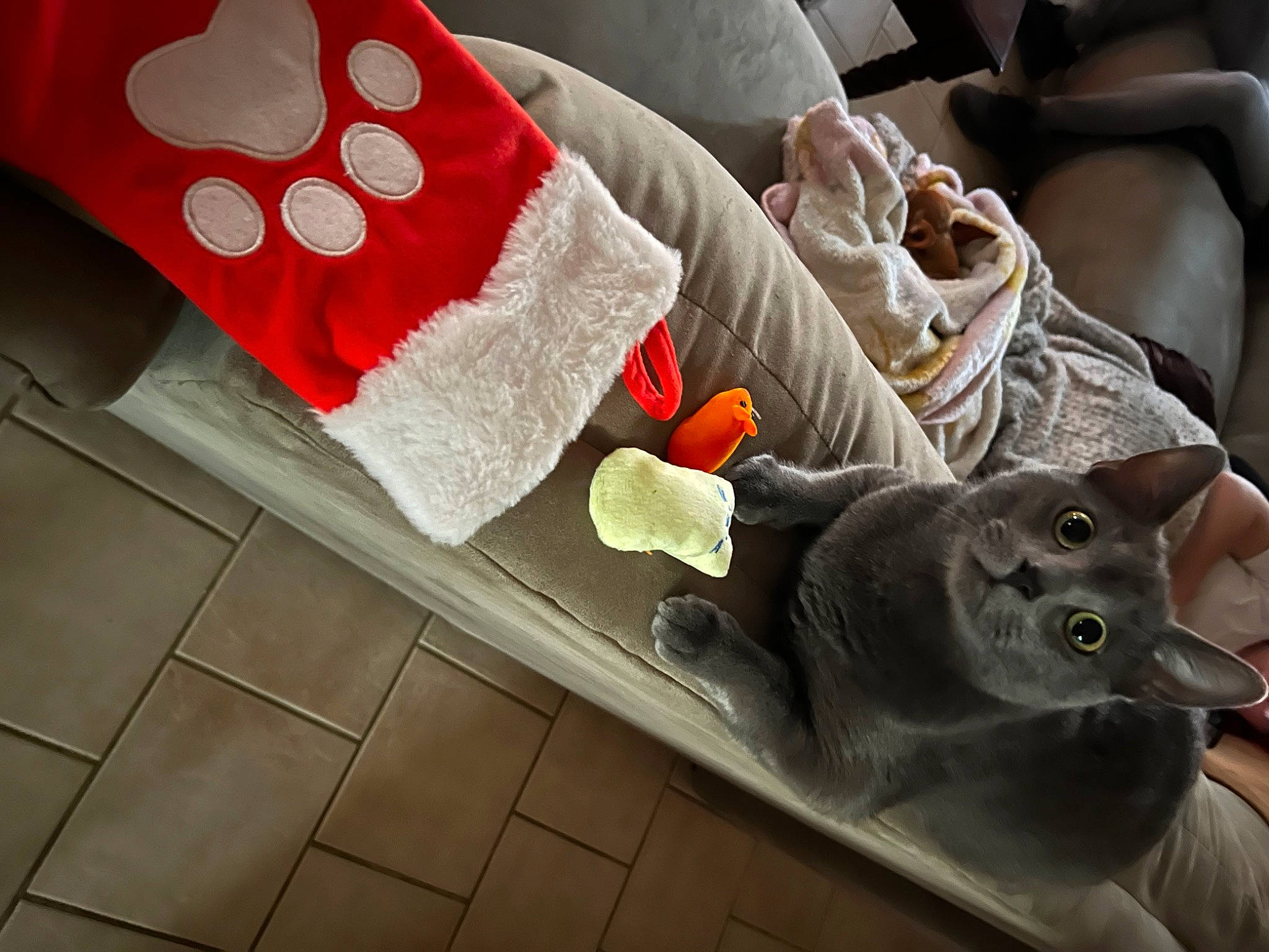 Elliott joined the competition — help win amazing prizes! carmine, carnivore, cat, comfort, couch, domestic_short_haired_cat, felidae, flooring, grey, home_accessories, human_leg, linens, pattern, pillow, rectangle, russian_blue, small_to_medium_sized_cats, tail, whiskers