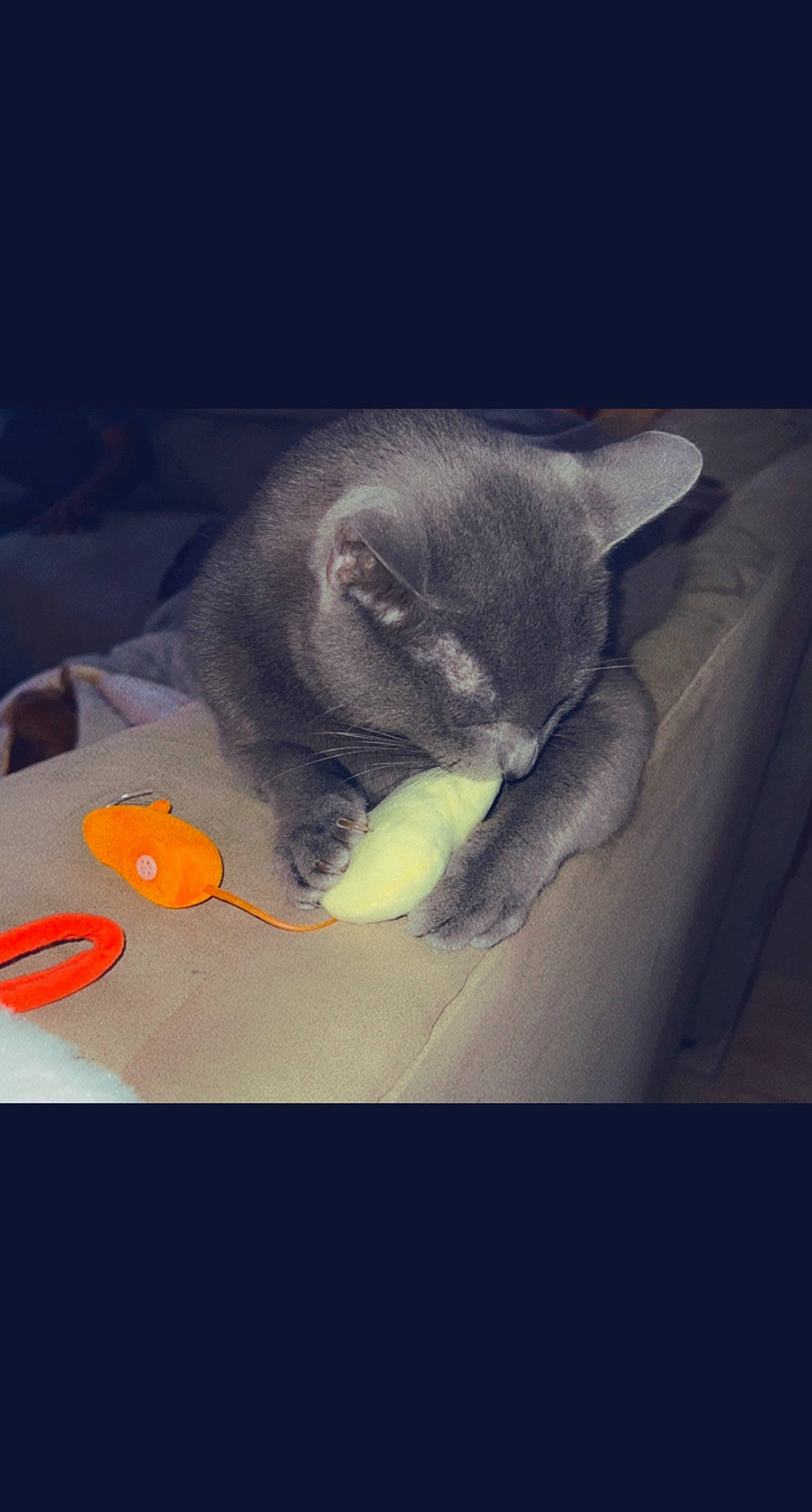 Elliott joined the competition — help win amazing prizes! art, carnivore, cat, comfort, darkness, domestic_short_haired_cat, ear, felidae, fur, grey, guitar_accessory, musical_instrument, paw, petal, small_to_medium_sized_cats, snout, still_life_photography, tail, visual_arts, whiskers