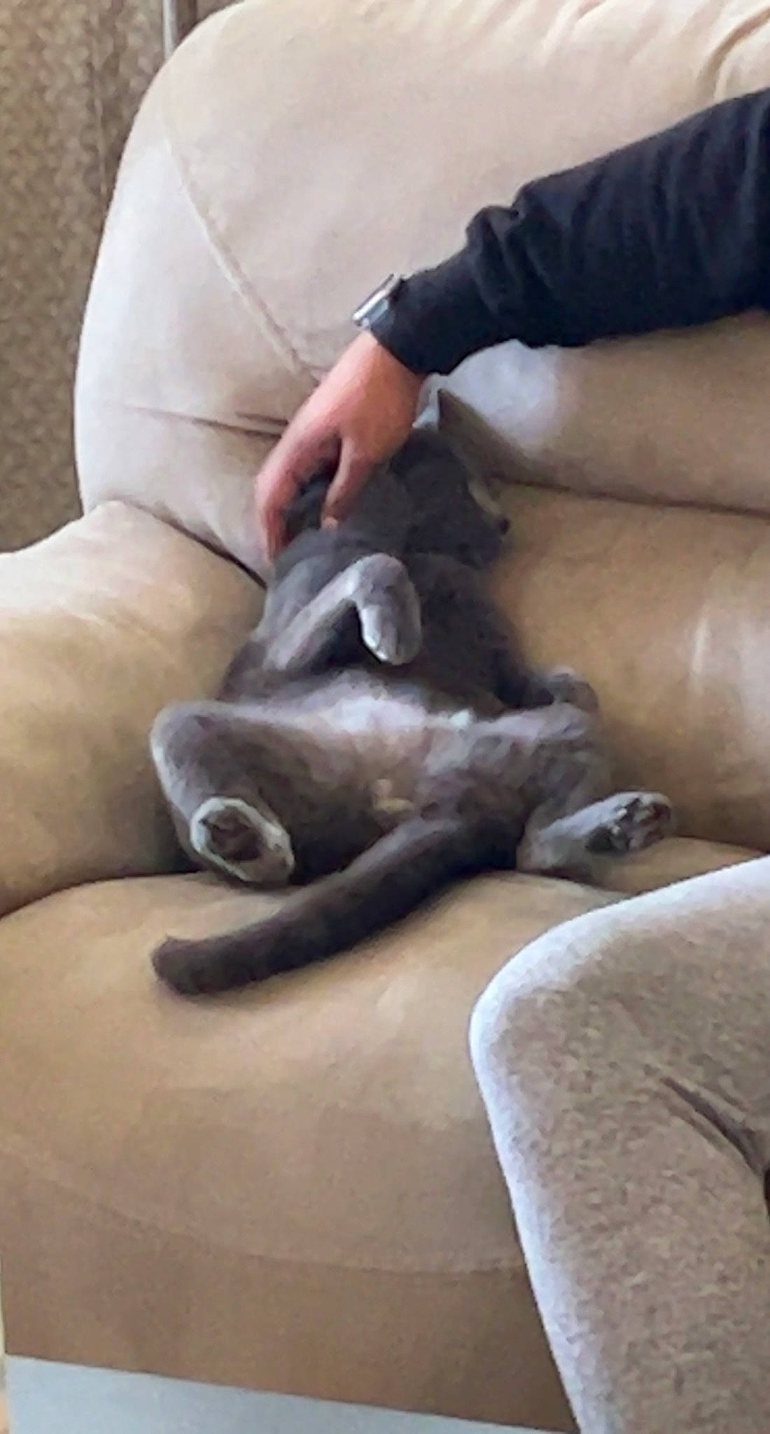 Elliott joined the competition — help win amazing prizes! art, barefoot, carnivore, comfort, companion_dog, dog, dog_breed, fawn, felidae, finger, foot, gesture, hand, human_leg, knee, leg, snout, thigh, wood, working_animal