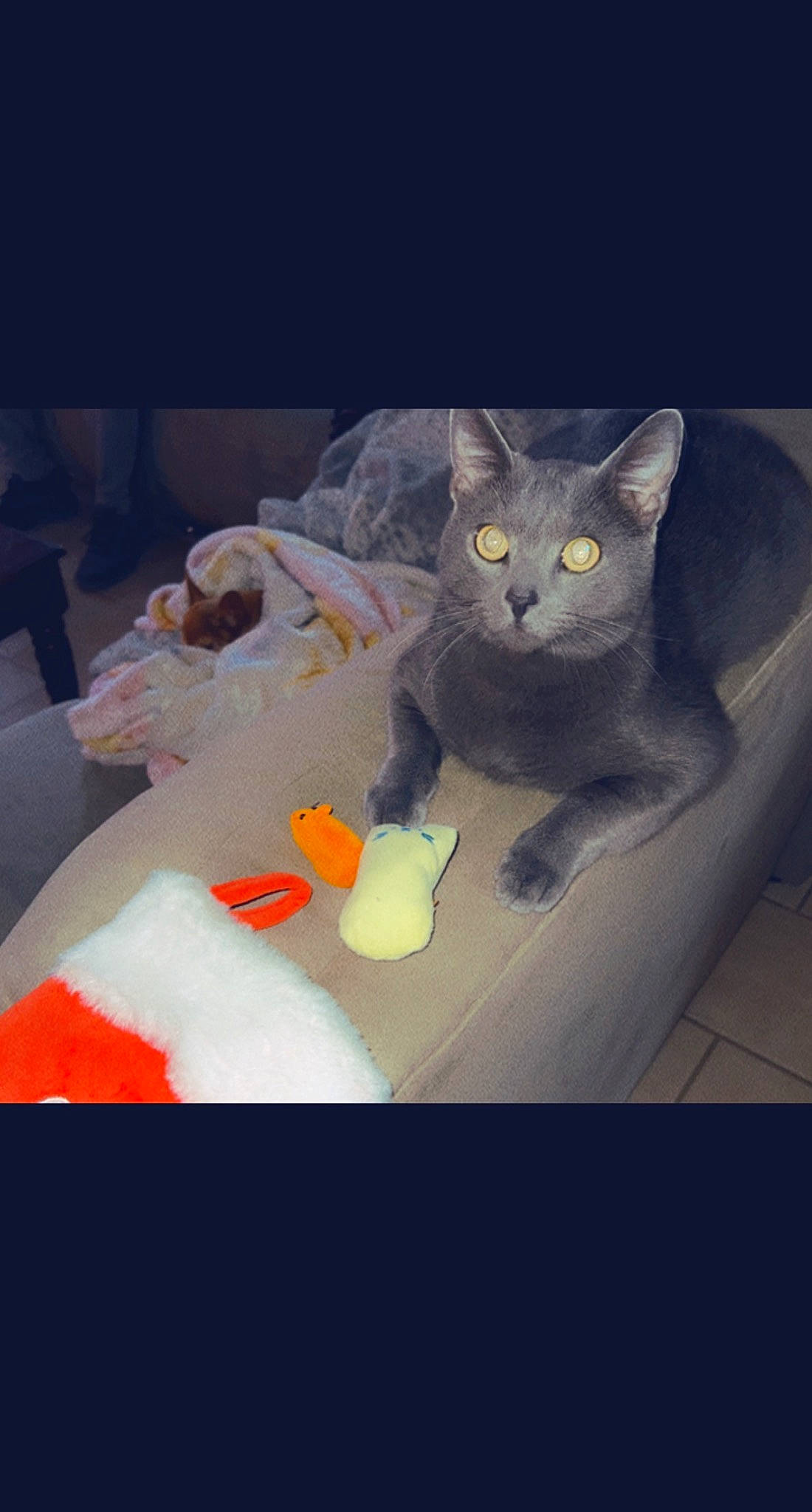 Elliott joined the competition — help win amazing prizes! carmine, carnivore, cat, comfort, domestic_short_haired_cat, felidae, fur, grey, paw, russian_blue, small_to_medium_sized_cats, snout, tail, visual_arts, whiskers