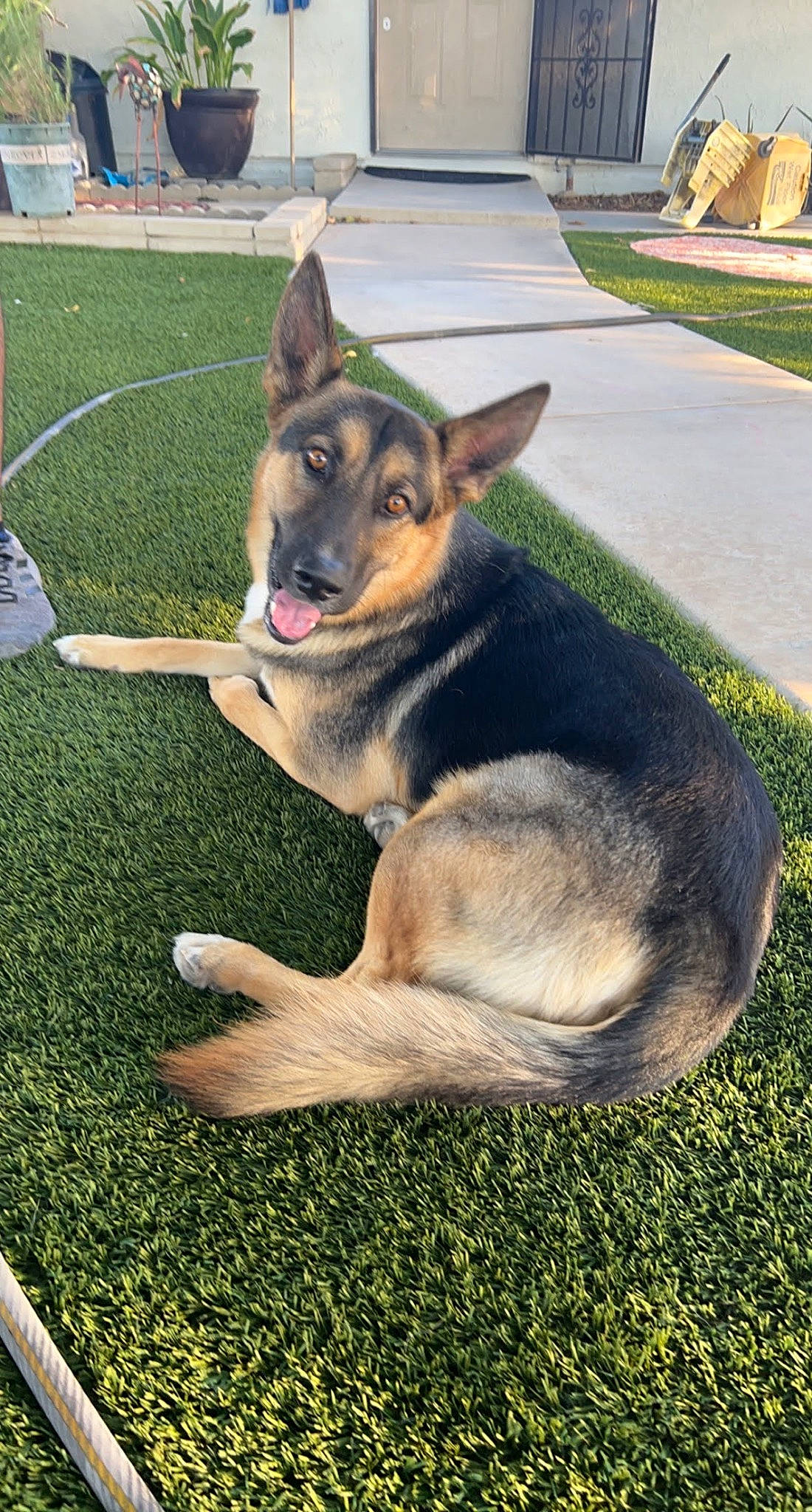 Derek joined the competition — help win amazing prizes! canidae, carnivore, collar, companion_dog, dog, dog_breed, dog_supply, east_european_shepherd, fawn, fur, german_shepherd_dog, grass, herding_dog, king_shepherd, lawn, old_german_shepherd_dog, plant, snout, sporting_group, working_dog