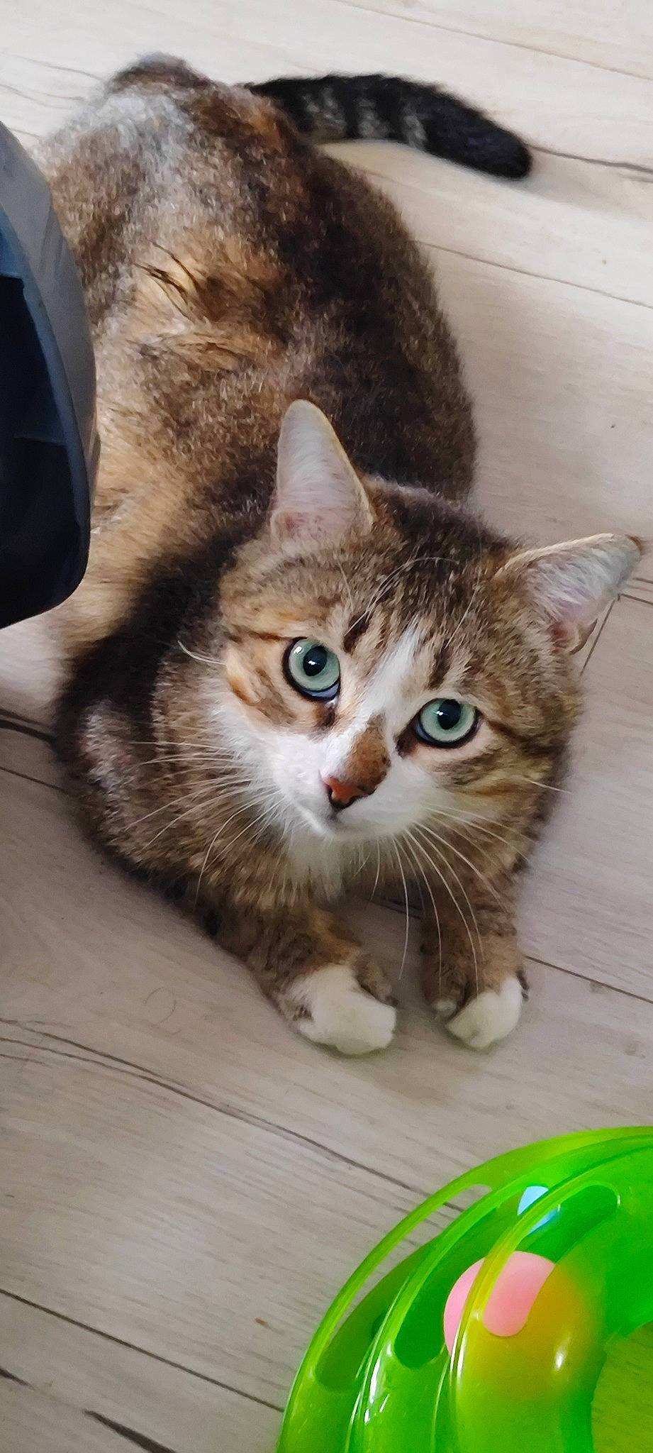 Mon Gros a rejoint le concours — aidez-le/la à gagner de superbes lots ! carnivore, cat, curious, domestic_short_haired_cat, door, felidae, fur, paw, photo_caption, small_to_medium_sized_cats, snout, tail, whiskers, window, wood