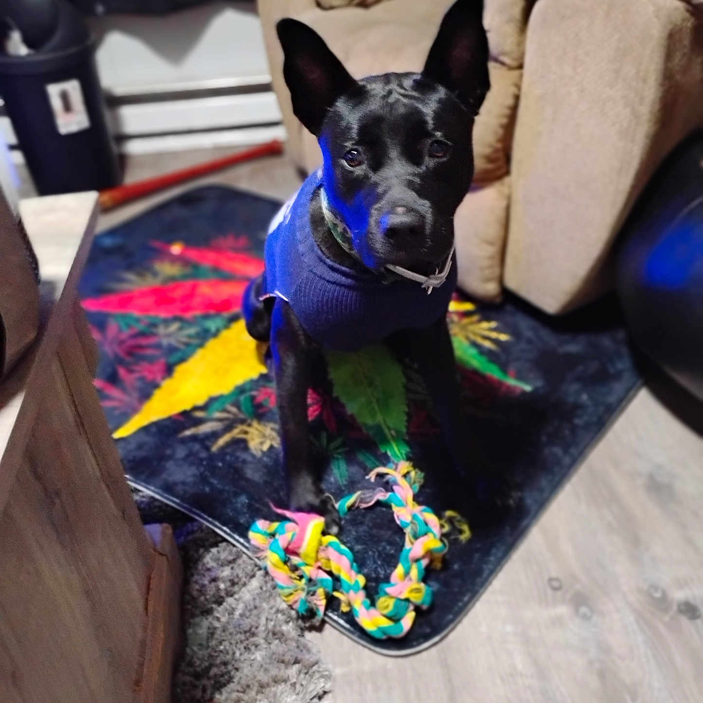 Precious Nina is registered to the contest to win money with this photo: accessories, animal, architecture, birthdaycake, building, cake, canine, couch, cream, dessert, dog, food, furniture, homedecor, icing, indoors, livingroom, pet, puppy, room