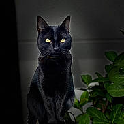 Pépite a rejoint le concours — aidez-le/la à gagner de superbes lots ! black_cat, cat, animal, pet, feline, sitting, wood, green_leaves, plant, night, dark_background, whiskers, alert, portrait, outdoor, nature, eyes, fur, mystery, quiet