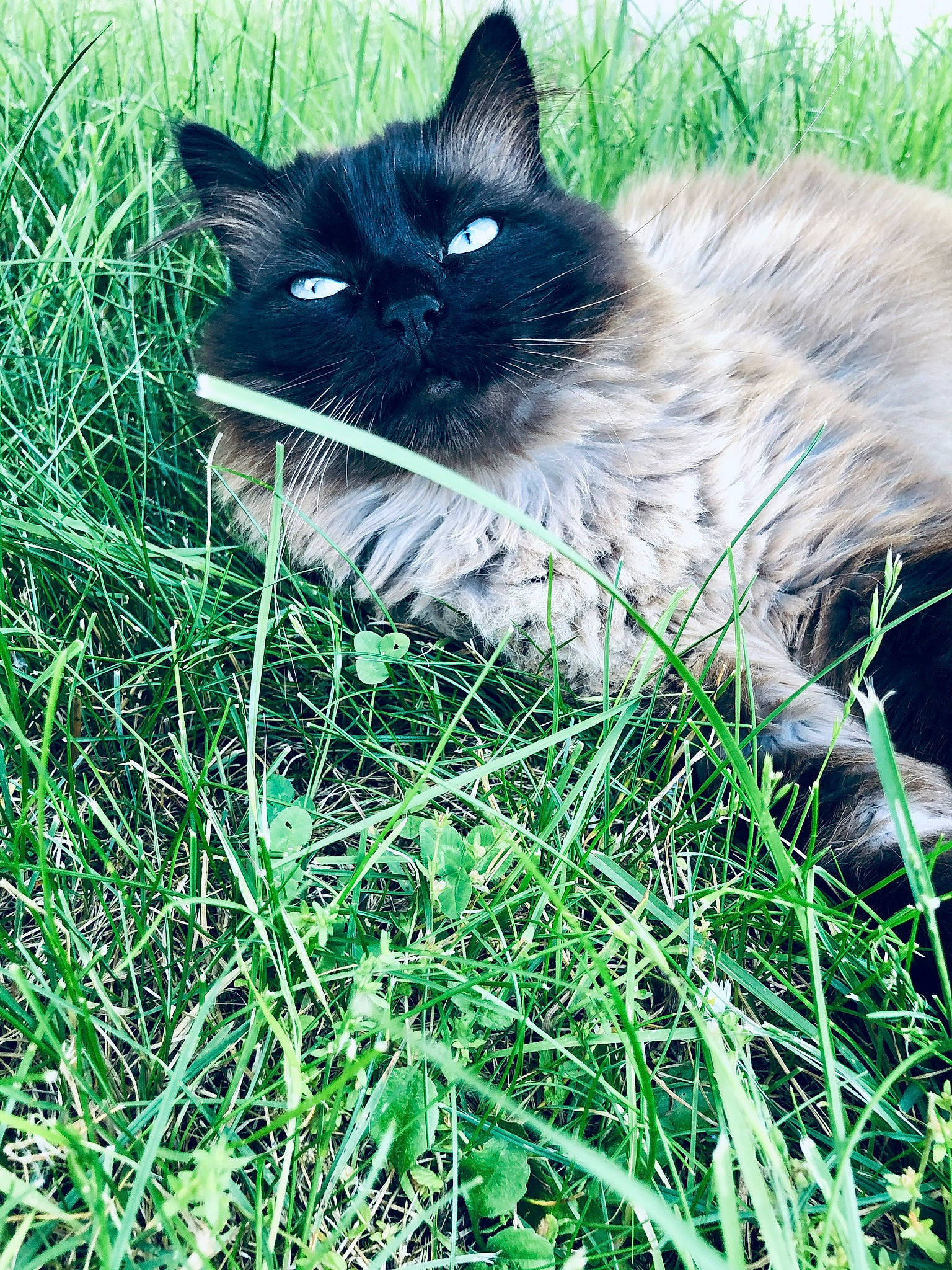 Khaleesi participe au concours pour gagner de l'argent avec cette photo : black_cat, carnivore, cat, domestic_short_haired_cat, electric_blue, felidae, fur, grass, grass_family, grassland, groundcover, pasture, plant, sitting, small_to_medium_sized_cats, snout, tail, terrestrial_animal, whiskers, wildlife