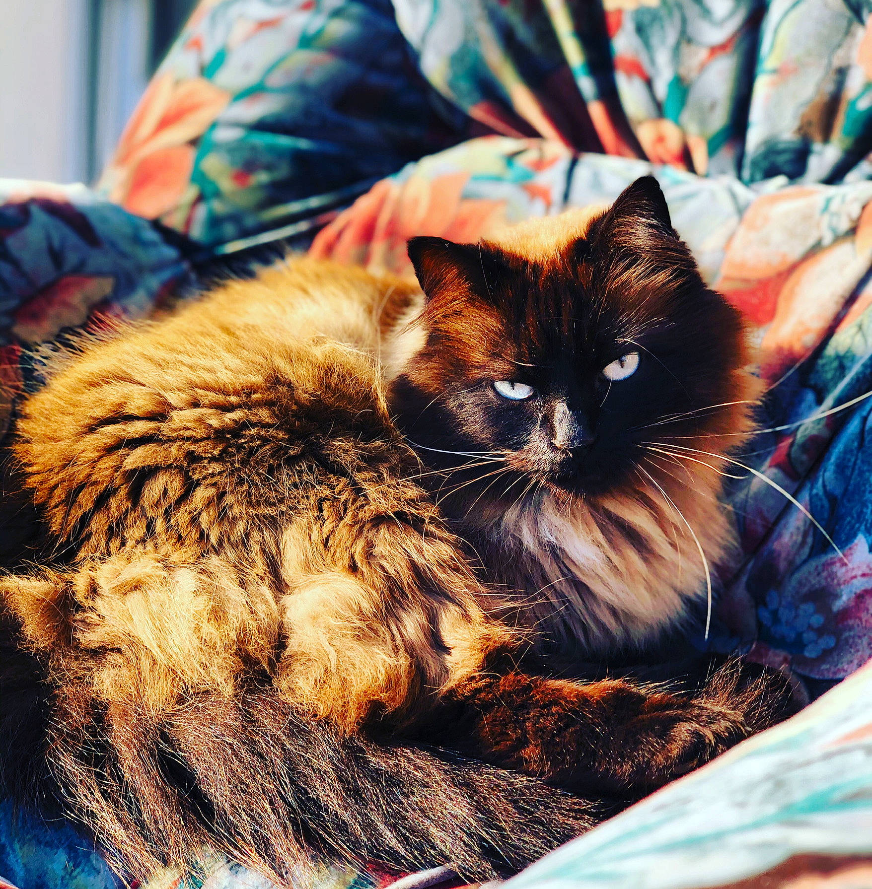 Khaleesi a rejoint le concours — aidez-le/la à gagner de superbes lots ! carnivore, cat, claw, comfort, domestic_short_haired_cat, electric_blue, fawn, felidae, fur, grass, mammal, paw, small_to_medium_sized_cats, square, tail, terrestrial_animal, tints_and_shades, whiskers