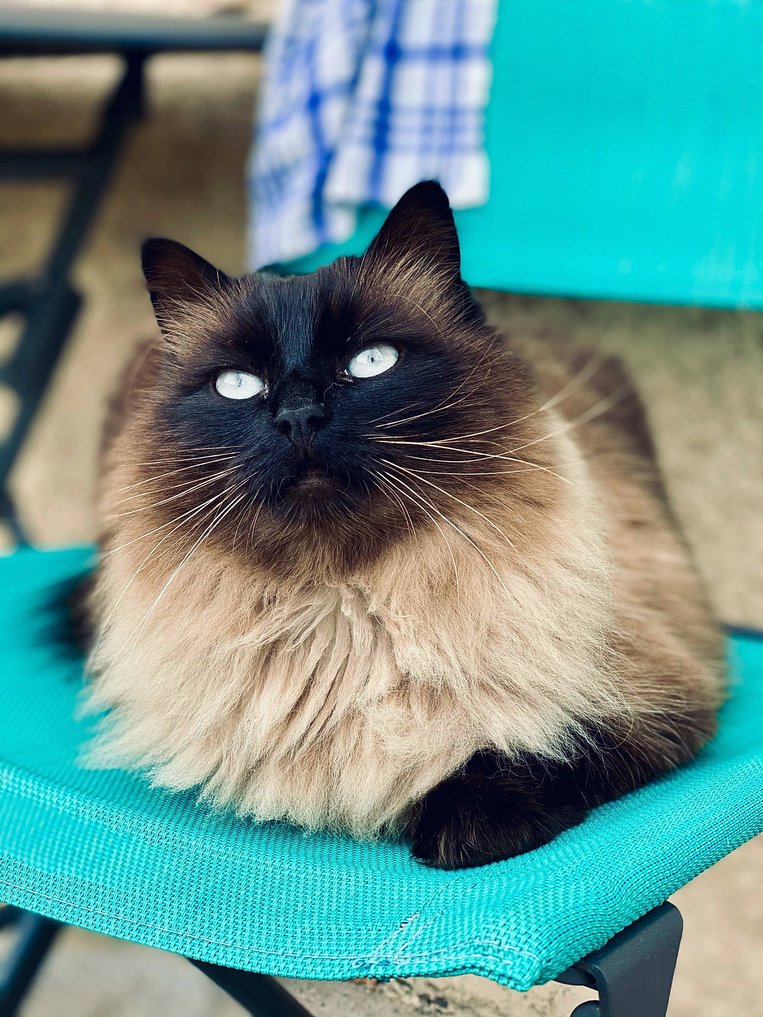 Khaleesi a rejoint le concours — aidez-le/la à gagner de superbes lots ! birman, blue, carnivore, cat, electric_blue, fawn, felidae, fur, green, iris, mammal, siamese, small_to_medium_sized_cats, snout, terrestrial_animal, thai, vertebrate, whiskers