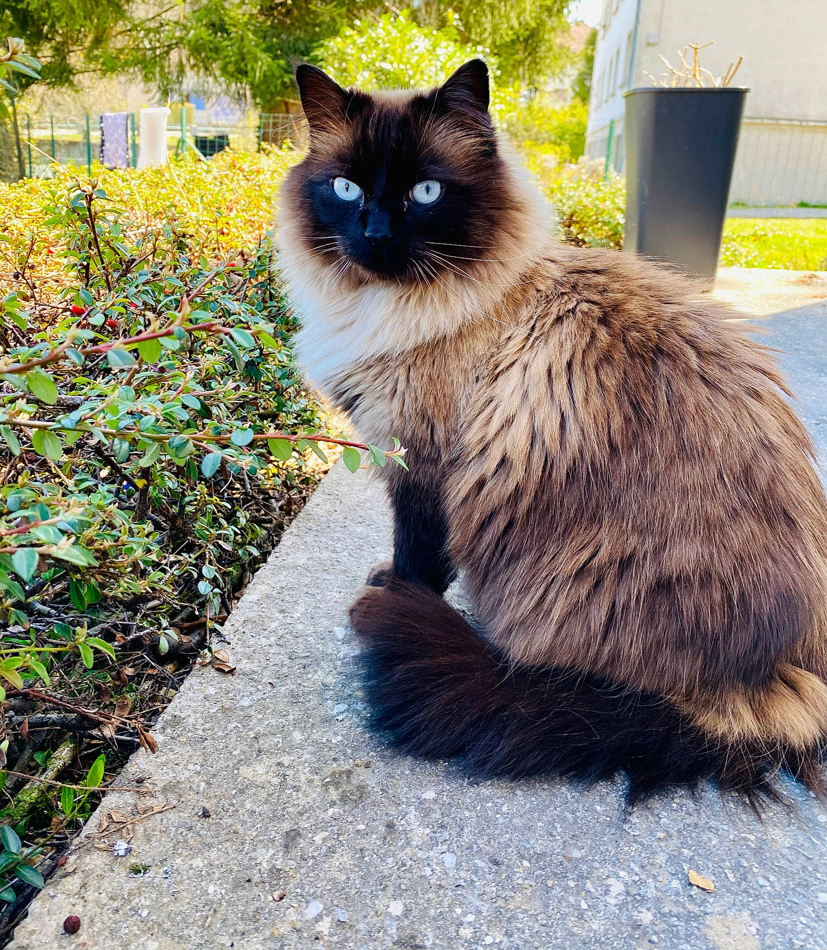 Khaleesi participe au concours pour gagner de l'argent avec cette photo : birman, carnivore, cat, electric_blue, fawn, felidae, fur, grass, groundcover, iris, plant, ragdoll, road_surface, siamese, small_to_medium_sized_cats, snout, tail, terrestrial_animal, thai, whiskers