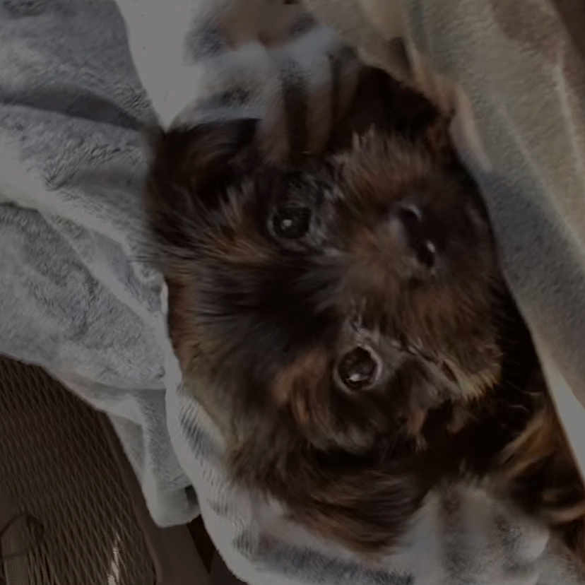 Oscar joined the competition — help win amazing prizes! canidae, carnivore, comfort, companion_dog, dog, dog_breed, dog_supply, fawn, felidae, fur, grey, liver, pet_supply, schnauzer, small_to_medium_sized_cats, snout, sporting_group, toy_dog, whiskers, working_animal