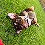 puppy, dog, grass, outdoor, playful, tongue_out, ear_flop, backyard, pet, cute, young_dog, collar, animal, mammal, fun, nature, summer, relaxed, green, adorable