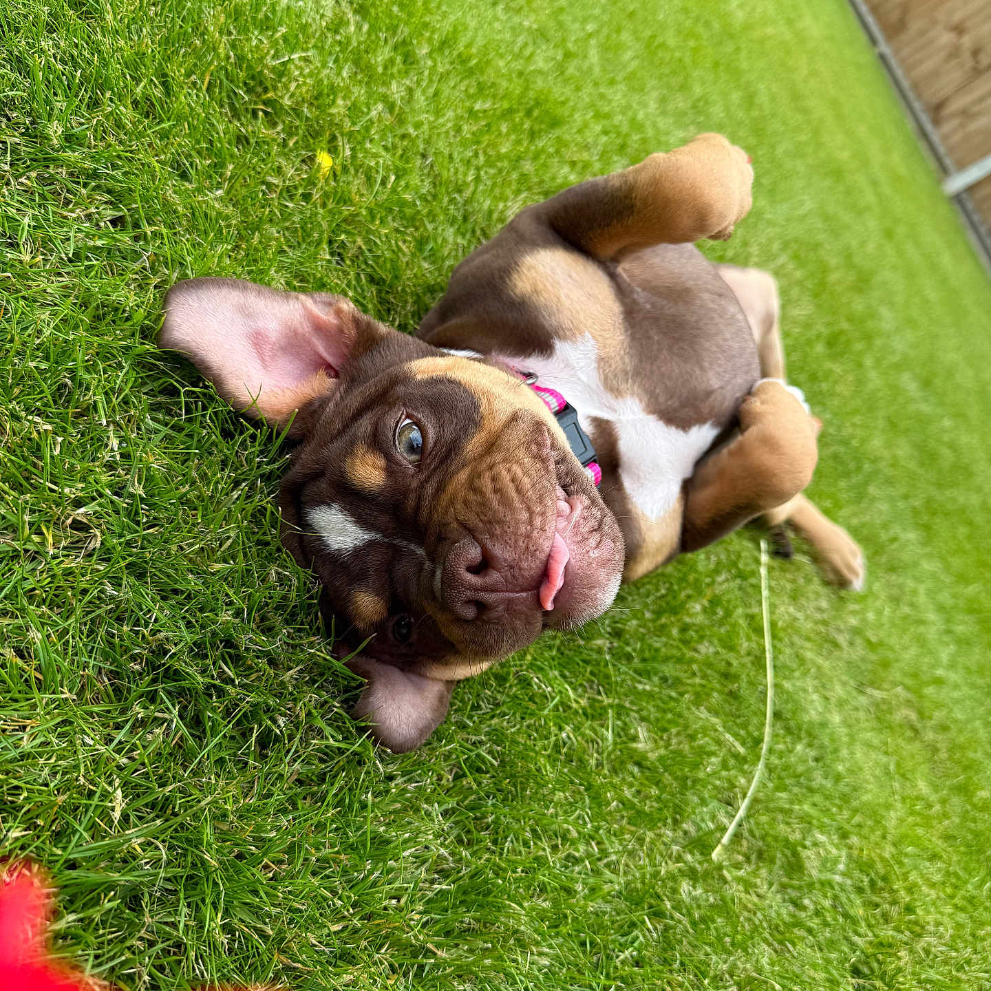 Bella is registered to the contest to win money with this photo: adorable, animal, backyard, collar, cute, dog, ear_flop, fun, grass, green, mammal, nature, outdoor, pet, playful, puppy, relaxed, summer, tongue_out, young_dog