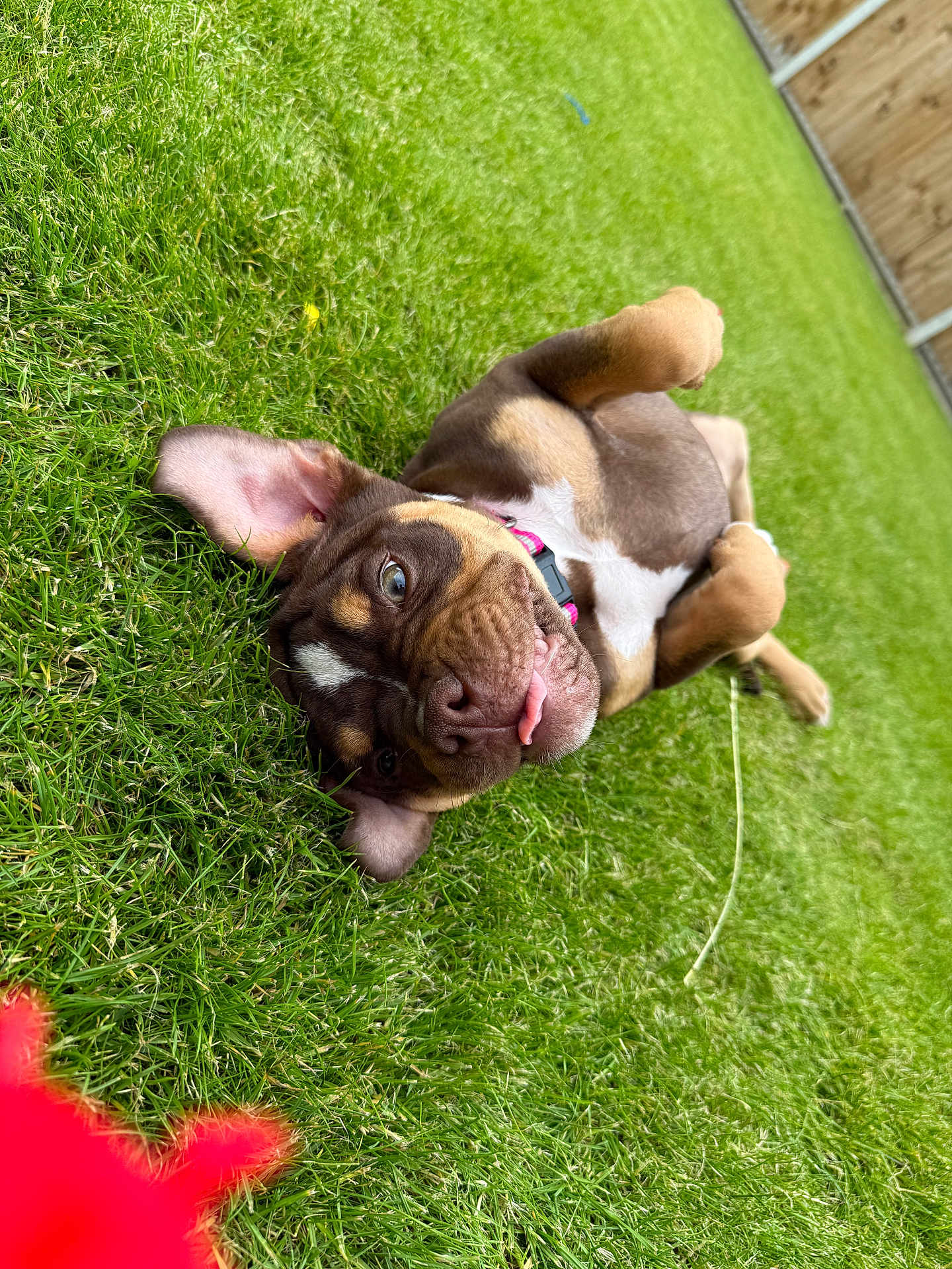 Bella