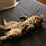 Chunky Monkey is registered to the contest to win money with this photo: animal, bed, bedroom, cat, cozy, curious, domestic, dresser, fluffy, fur, furniture, indoor, pet, pillow, relaxed, resting, sleepy, soft, stretching, tabby