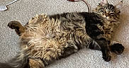 Chunky Monkey joined the competition — help win amazing prizes! animal, black, brown, carpet, cat, cord, cute, domestic_animal, ears, fluffy, four_legs, fur, indoor, lying_down, pet, power_cable, relaxed, tabby, tail, whiskers