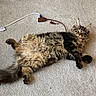 animal, black, brown, carpet, cat, cord, cute, domestic_animal, ears, fluffy, four_legs, fur, indoor, lying_down, pet, power_cable, relaxed, tabby, tail, whiskers