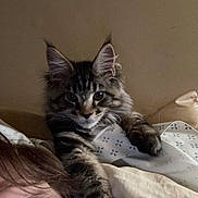 Chunky Monkey is registered to the contest to win money with this photo: animal, bed, blanket, cat, closeup, cozy, cute, ears, eyes, feline, fur, indoor, kitten, paw, person, pet, resting, sleepy, tabby, whiskers